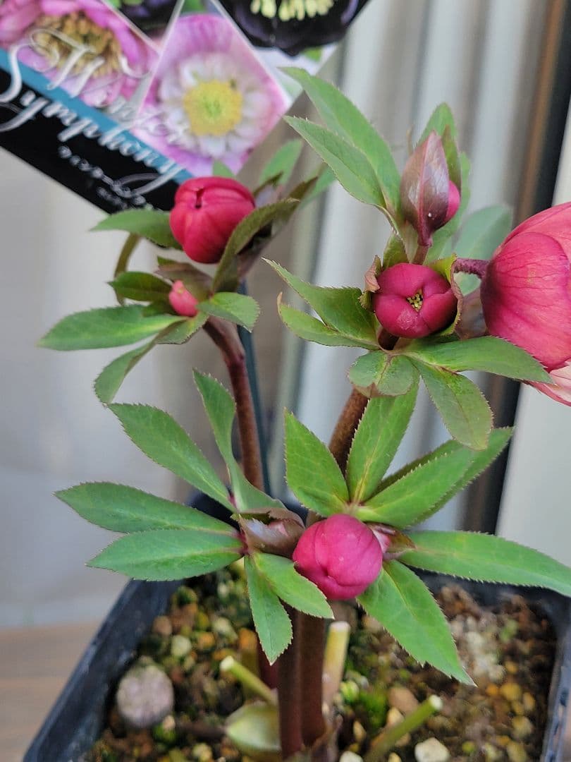 ウィンターシンフォニーdd　アプリコットバイカラー　姫りんごちゃん♡