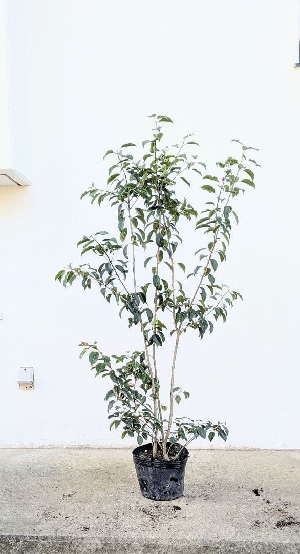 山採り養成。鉢植えソヨゴ。