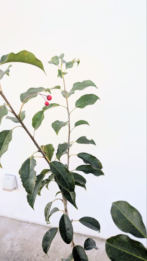 山採り養成。鉢植えソヨゴ。