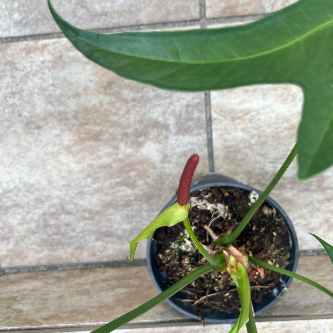 【大特価】アンスリウム　ペダトラディアツム　No.013　鉢、送料込　メルカリ便