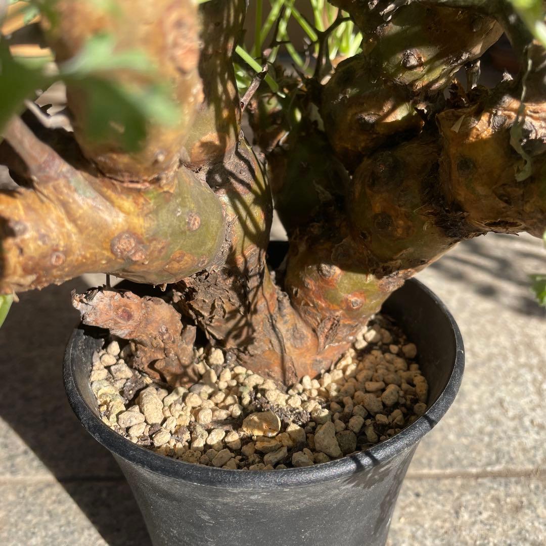 ペラルゴニウム クリズミフォリウム