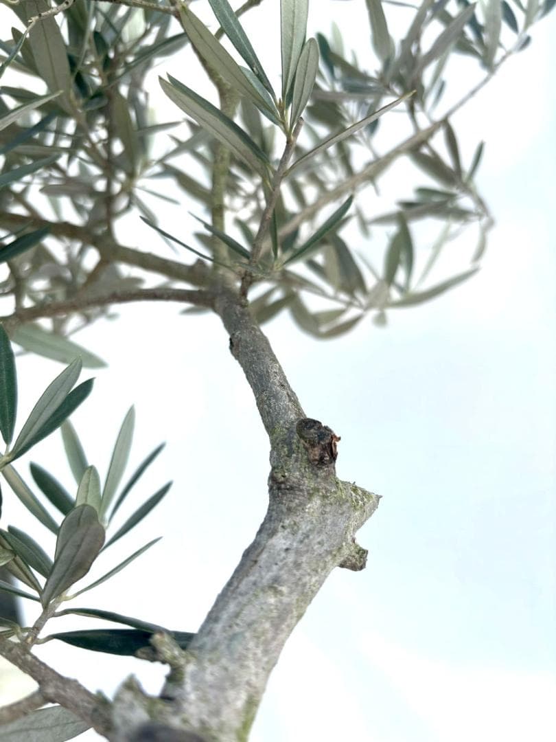 オリーブの木　古木　ホジブランコ　10号　約140cm　NO.839　人気　現品