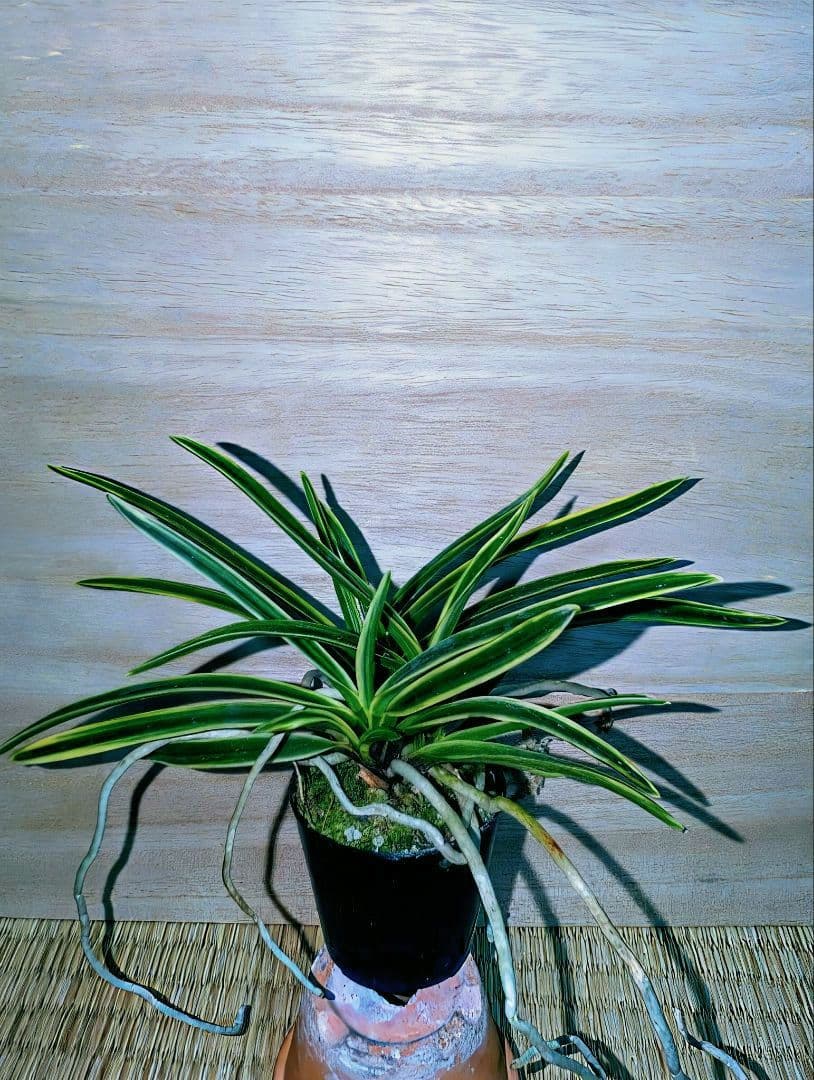 [年末大感謝祭東京土産編激安!!]富貴蘭　匂威(株立ち)