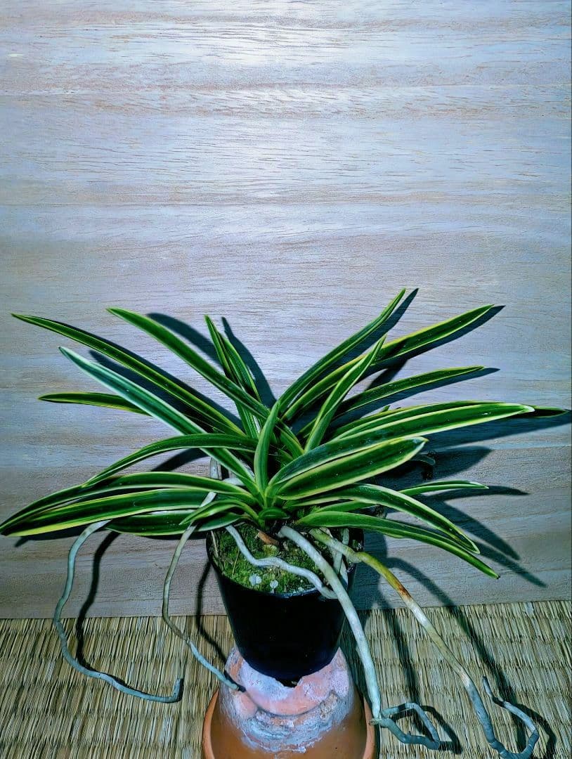 [年末大感謝祭東京土産編激安!!]富貴蘭　匂威(株立ち)