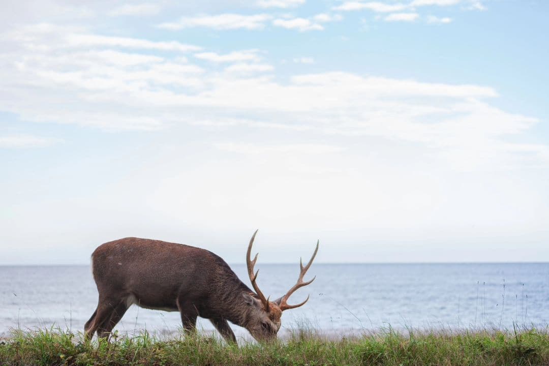 く*だ様 Canon 1DX チャージャー付き　値下げ交渉少しOK　CF2カード