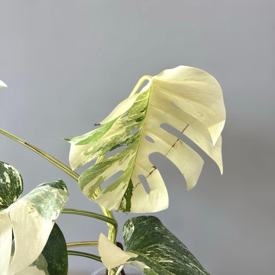 超希少❗️美株❗️モンステラ　ボルシギアナ　アルボ　ホワイトタイガー✨