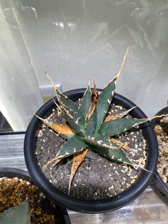 コレクション株　アガベ　エボリスピナ　陽炎