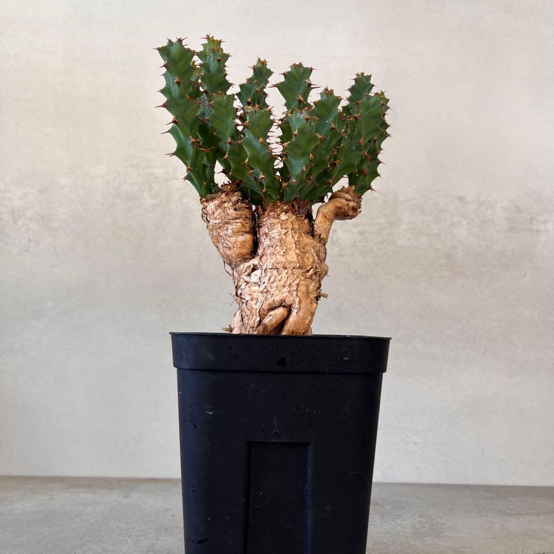 ユーフォルビア　クラビゲラ　現地球　Euphorbia clavigera