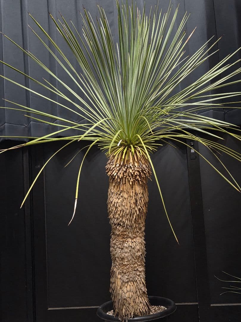 専用出品 セットリピ割 ユッカ リネアリフォリア (せ)