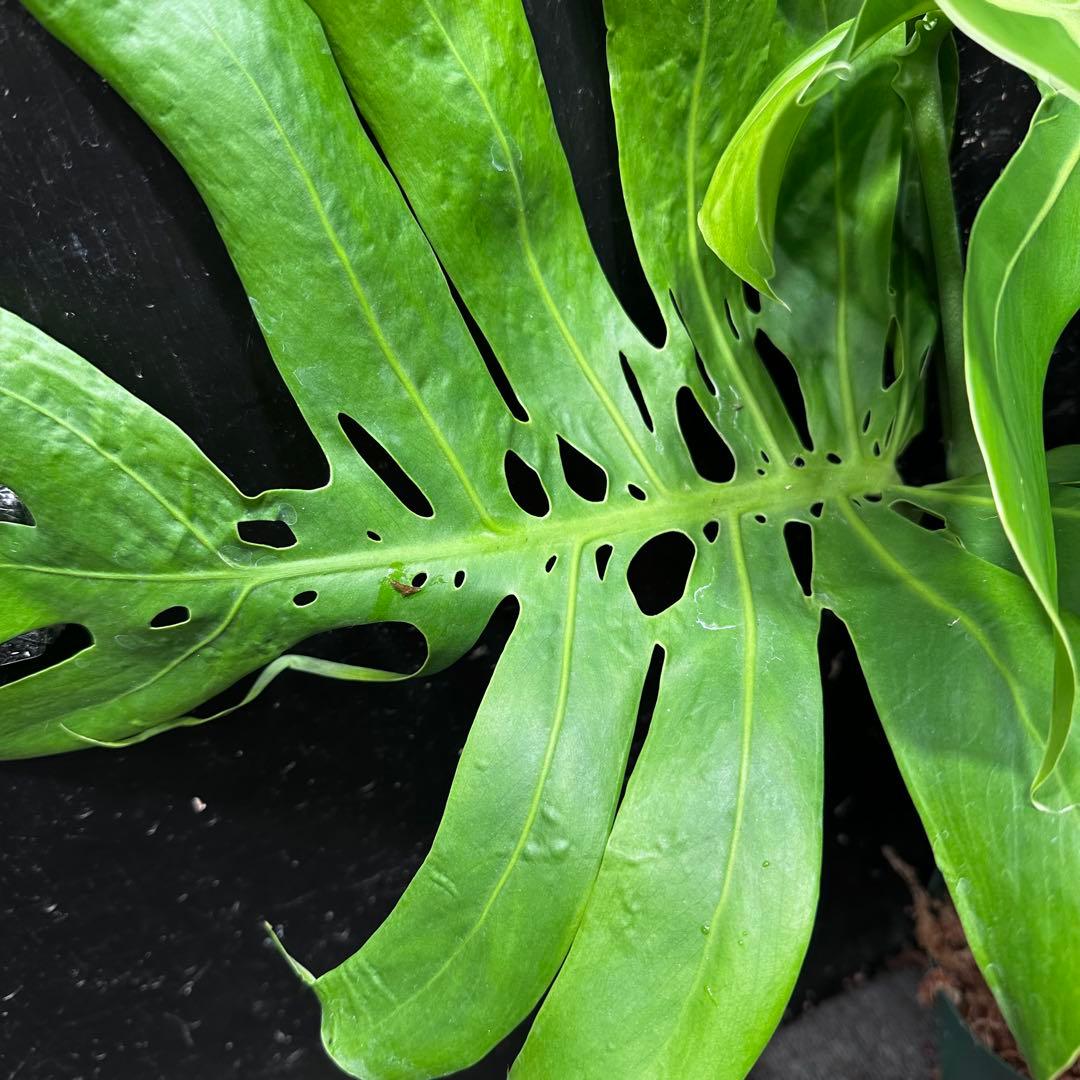 癒*ゝ様 モンステラデリシオーサマクロコズム超希少系統鉢植え78㎝