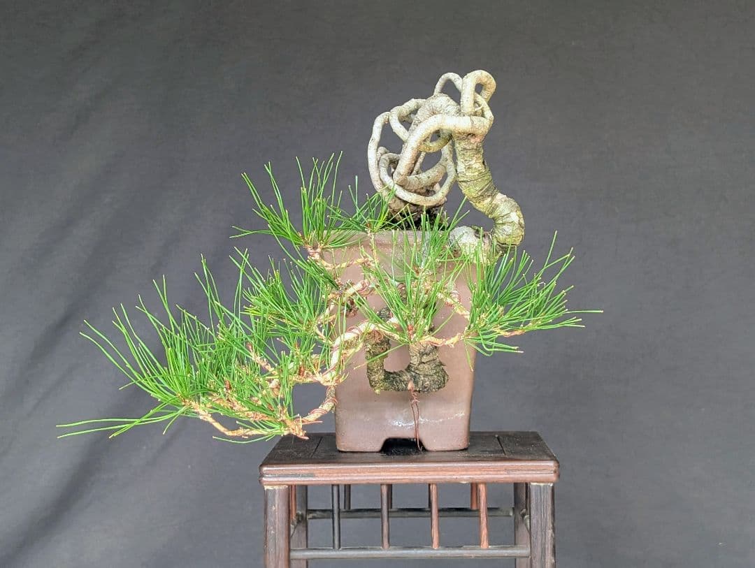 赤松 アカマツ　ミニ盆栽　 小品盆栽