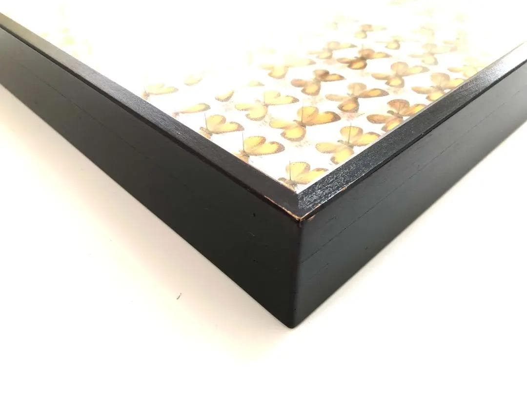 【ラスト1箱 チョウセンアカシジミ 115頭】蝶 標本 ドイツ箱 Tatsumi