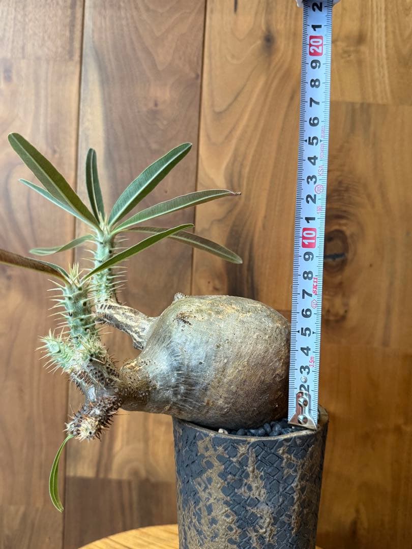 グラキリス【コレクション株】【発根済】【作家鉢】