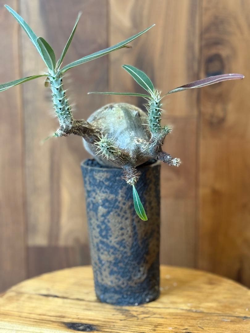 グラキリス【コレクション株】【発根済】【作家鉢】