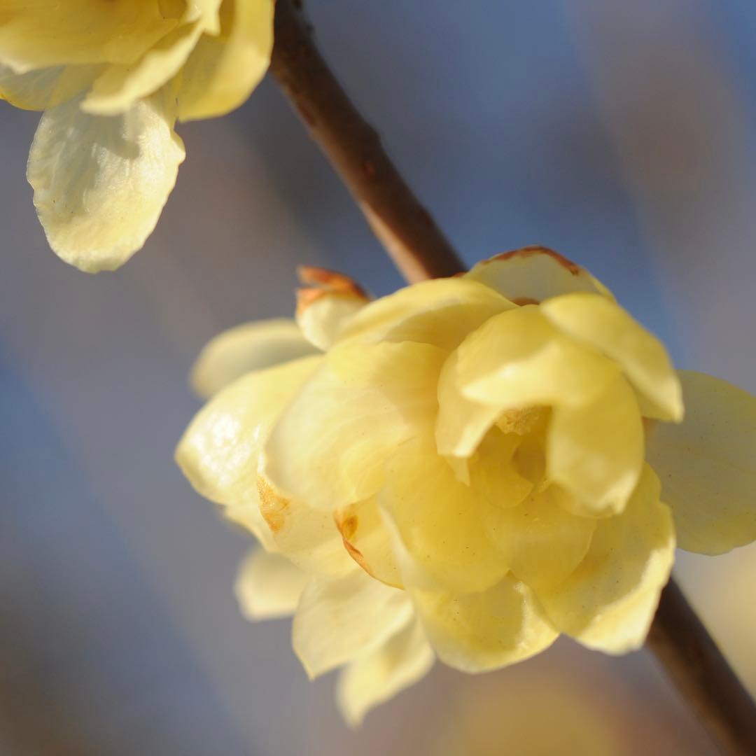 Nikon Ai-S Micro nikkor 55mm f/2.8 レンズ