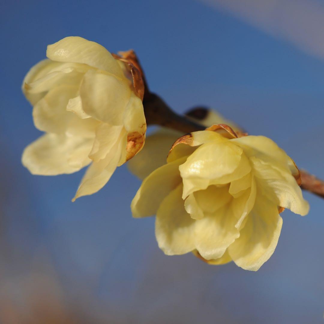 Nikon Ai-S Micro nikkor 55mm f/2.8 レンズ