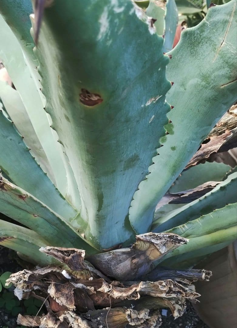 超大型アガベ　アリゾニカ　傷葉　葉裂け有、下葉カット　160サイズで梱包予定です