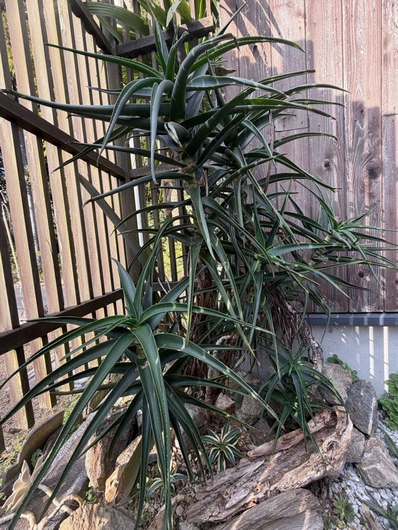 耐寒性アロエ　ストリアツラ複数大株◇ドライガーデン多肉サボテン島アガベ　ユッカ