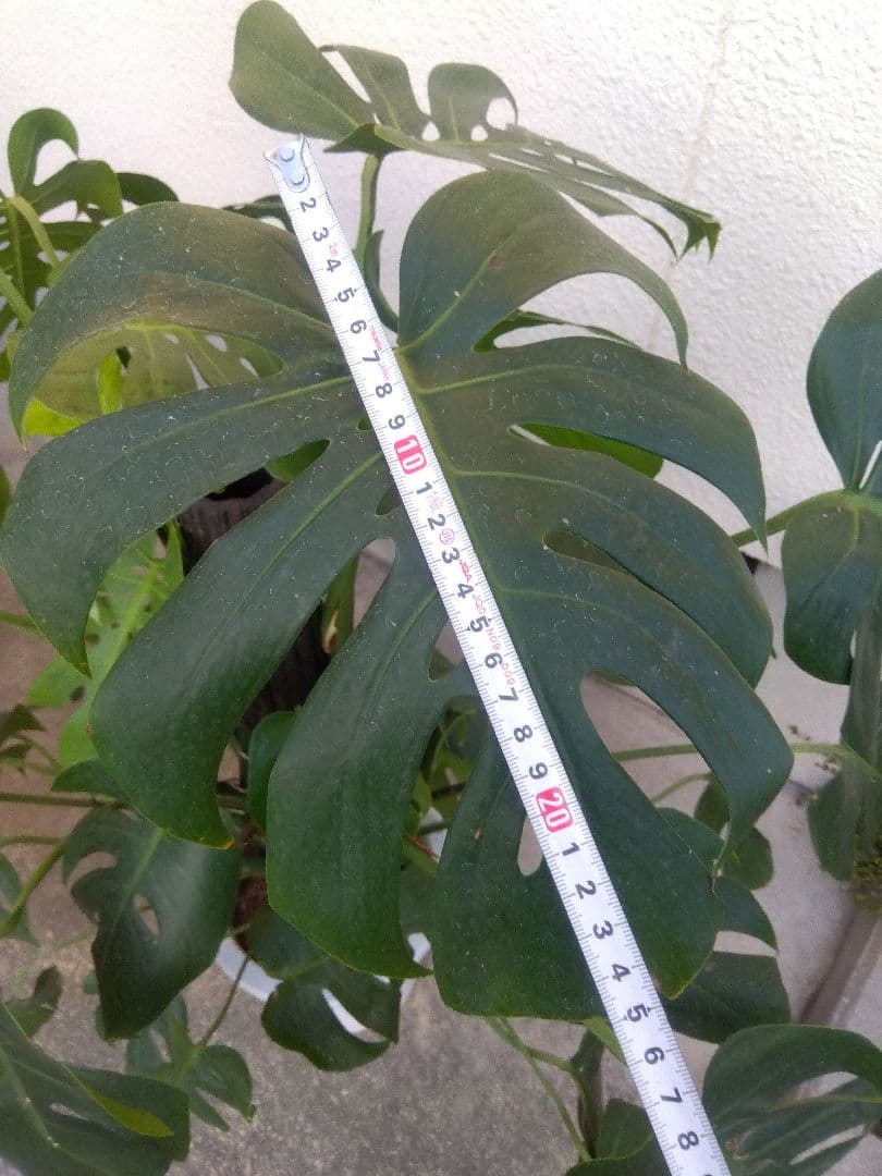 モンステラ　コンパクトタイプ　8号鉢つき　群生株❗特大サイズ❗　①