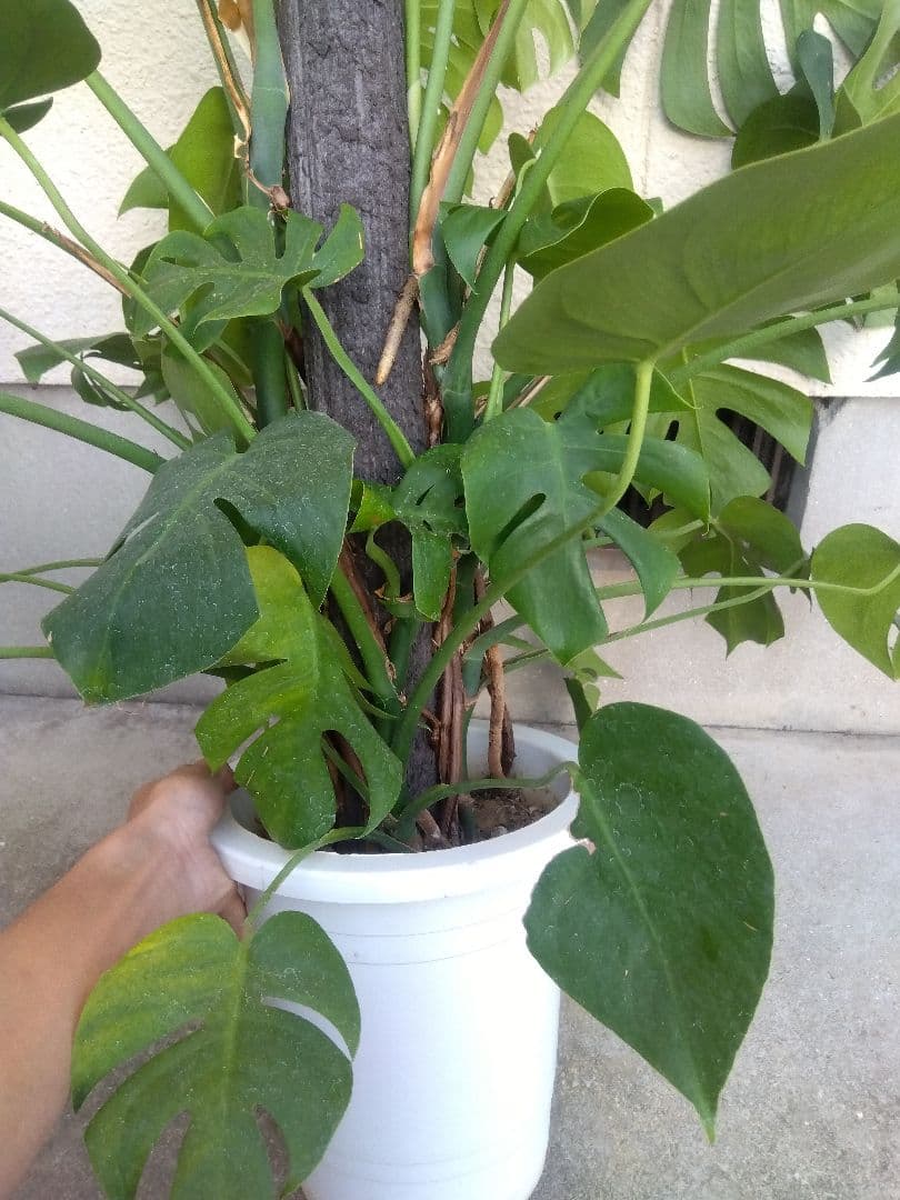 モンステラ　コンパクトタイプ　8号鉢つき　群生株❗特大サイズ❗　①