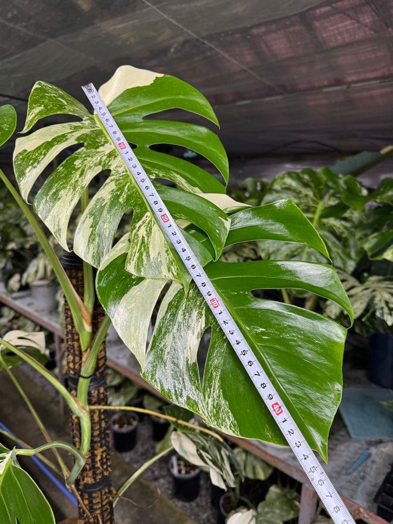 34モンステラ　ボルギシアナ　アルボ　白ホワイトタイガー斑入り　鉢モスポール付き