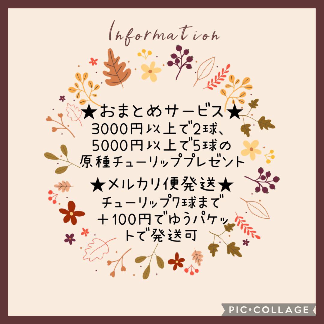 【球根】フォックストロット デザイン　7球　斑入り葉　花色変化　数量限定