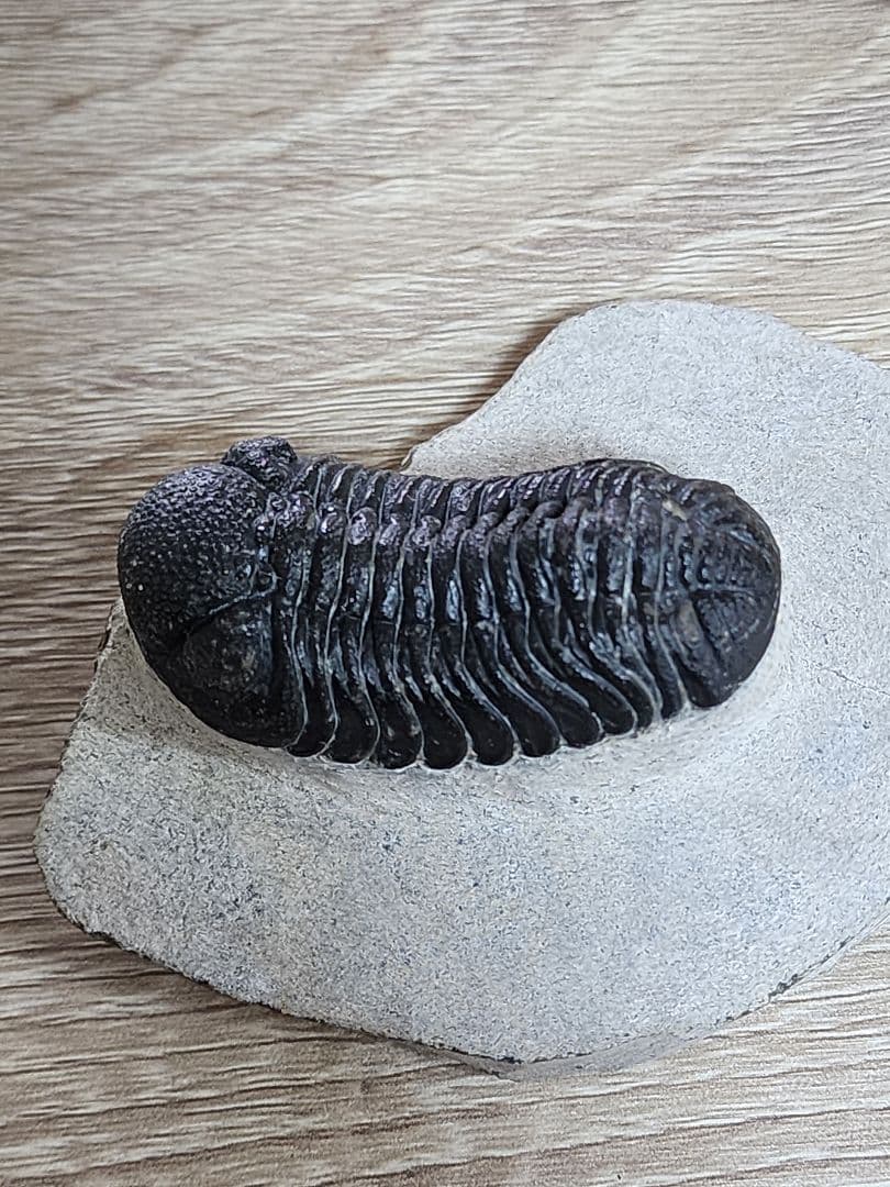 モロッコ産 三葉虫 化石 約50ミリ 母岩付き