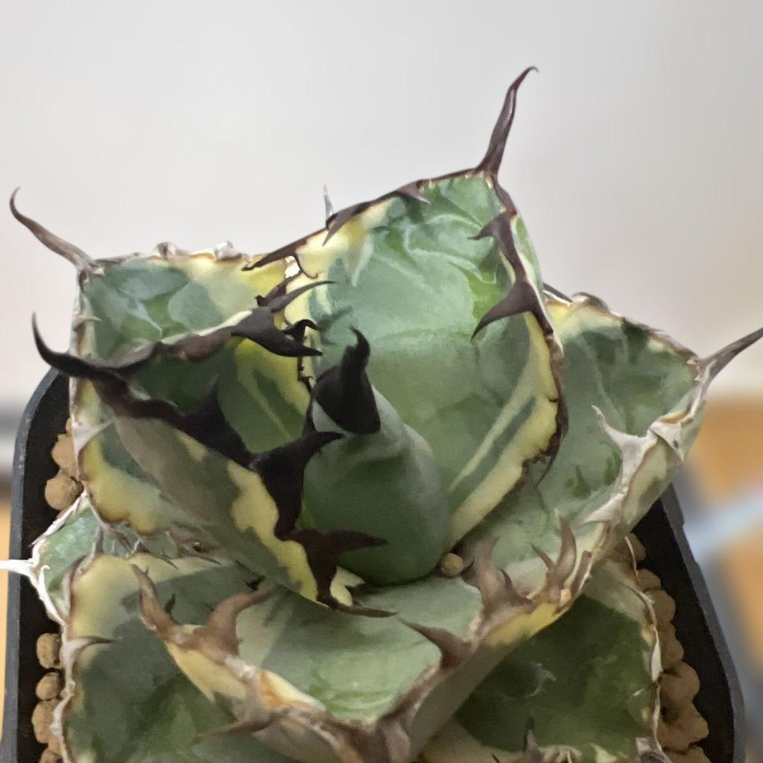 アガベ 鉢植発送 ＢＢ錦 斑入り 極上血統 希少株 スペシャル個体 超特選株