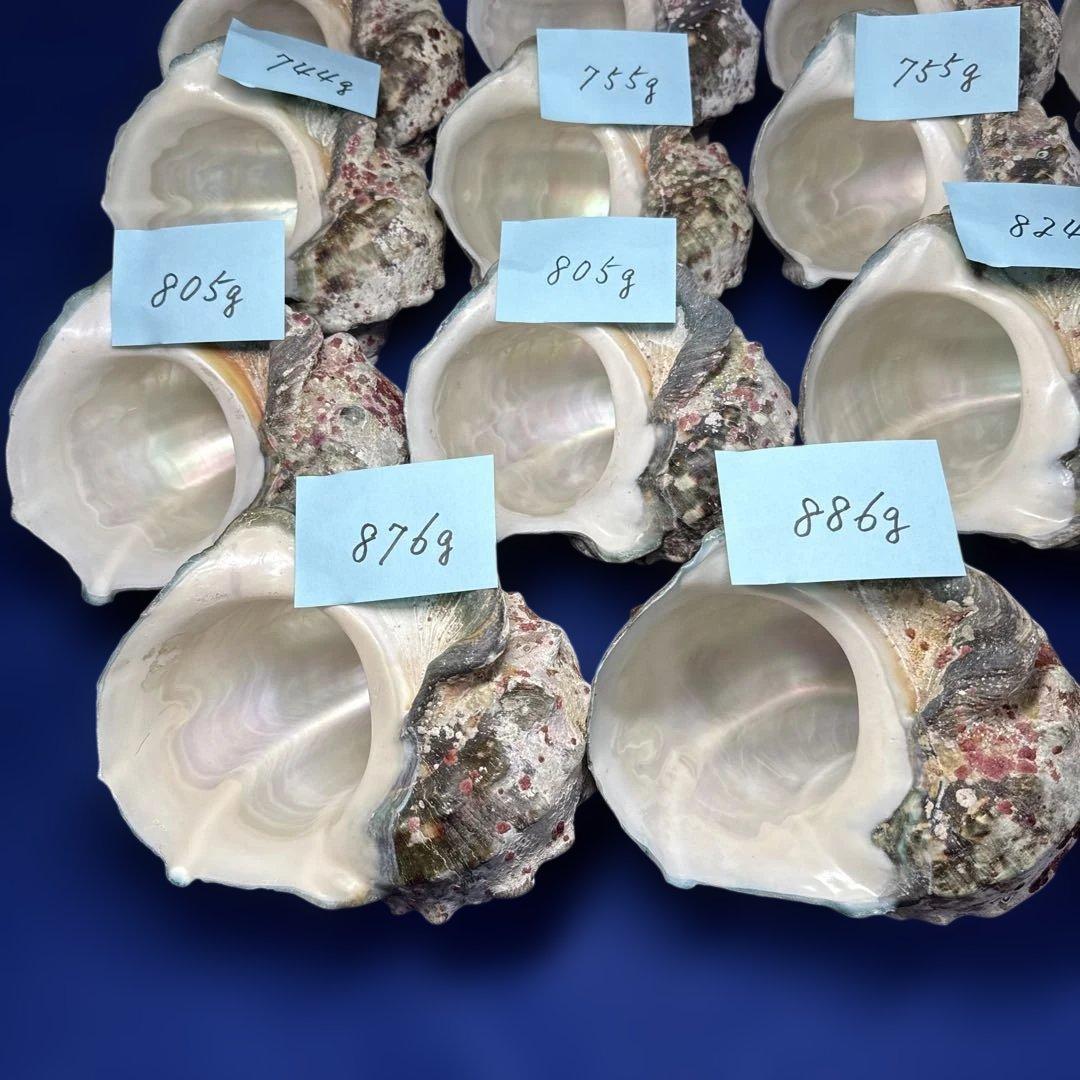 夜光貝　ヤコウ貝　まとめ売り　19個　15kg アクセサリー　ルアー