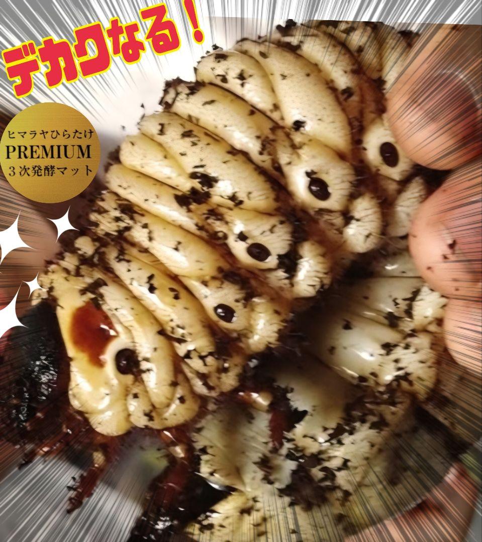 ヘラクレス181ミリ羽化実績！極上！プレミアム3次発酵カブトムシマット　100L