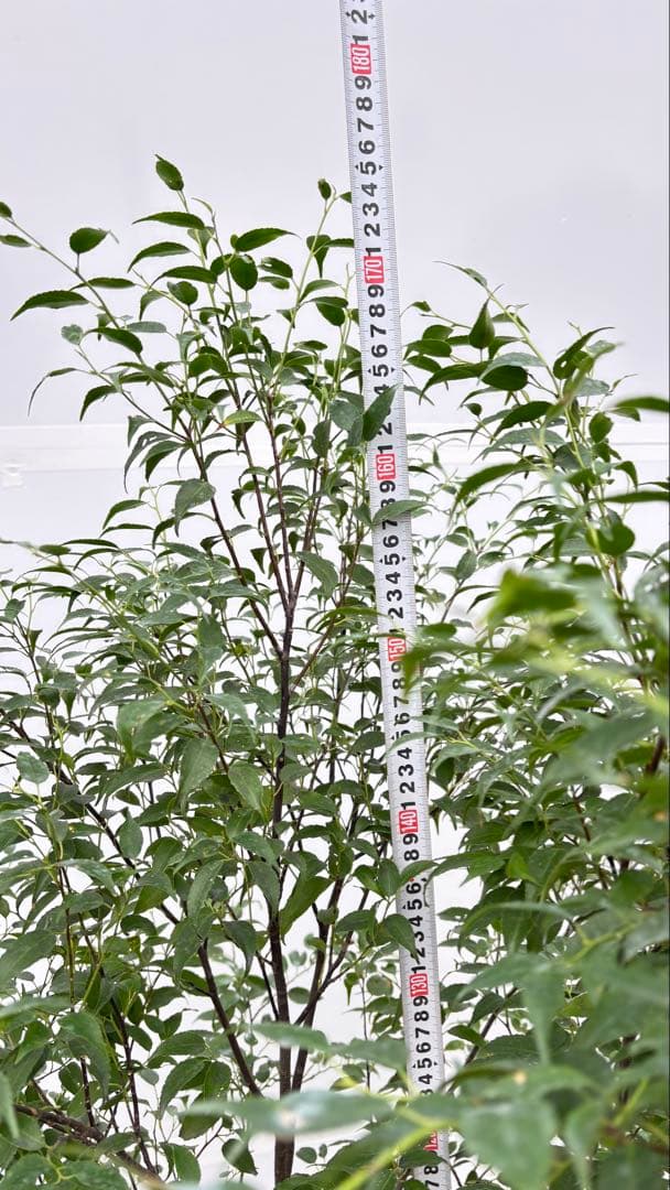 美しい樹形が魅力的 山採り ハイノキ 株立 703 樹高1.7m位 高級樹