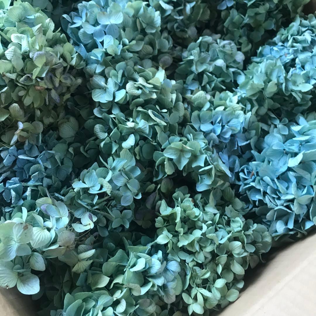 紫陽花ドライフラワー D10 120サイズ 北海道産 タイムセール