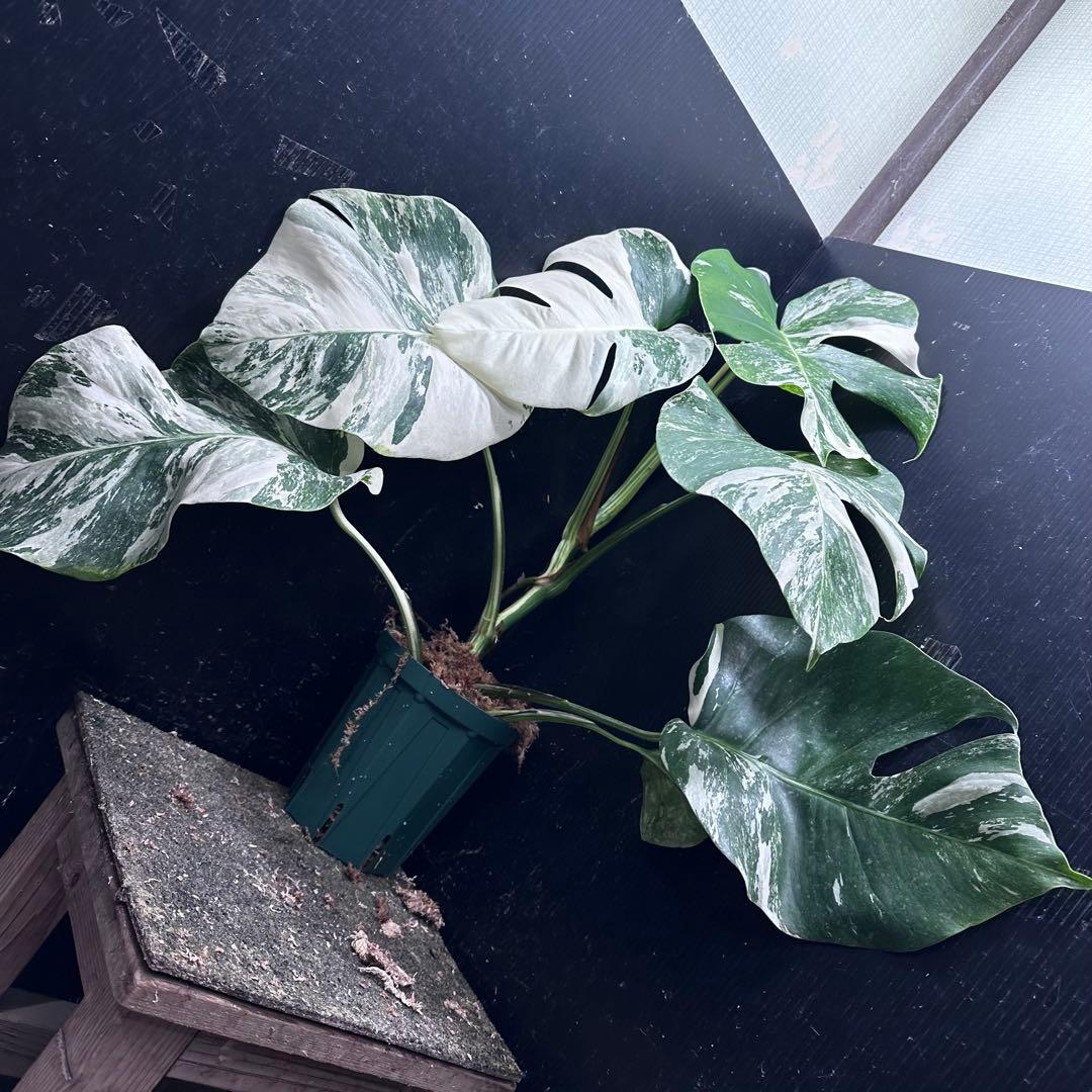 H*o様 斑入りモンステラ ホワイトタイガー極美大株66cm白斑多