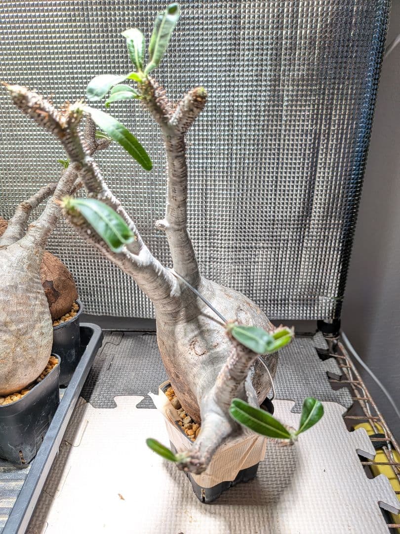 イ*ワ様 パキポディウム　グラキリス現地球