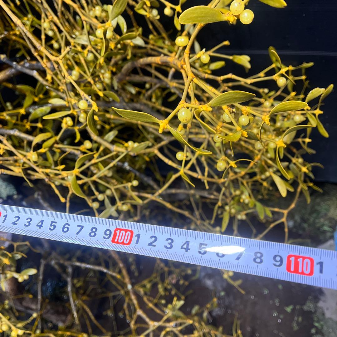 白樺の親樹木付きヤドリギ　イエローの実‼️縁起物　幸せ運ぶ木♪最終お値下げ‼️