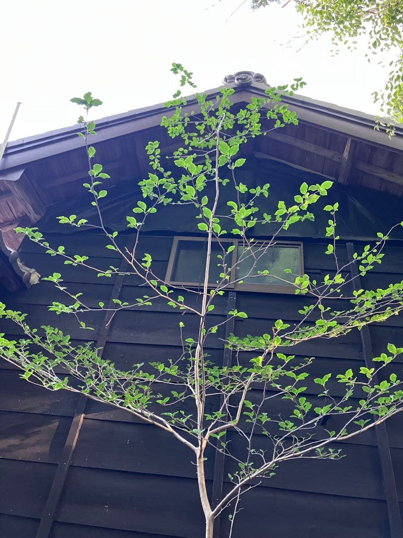 81 山採り　アオハダ