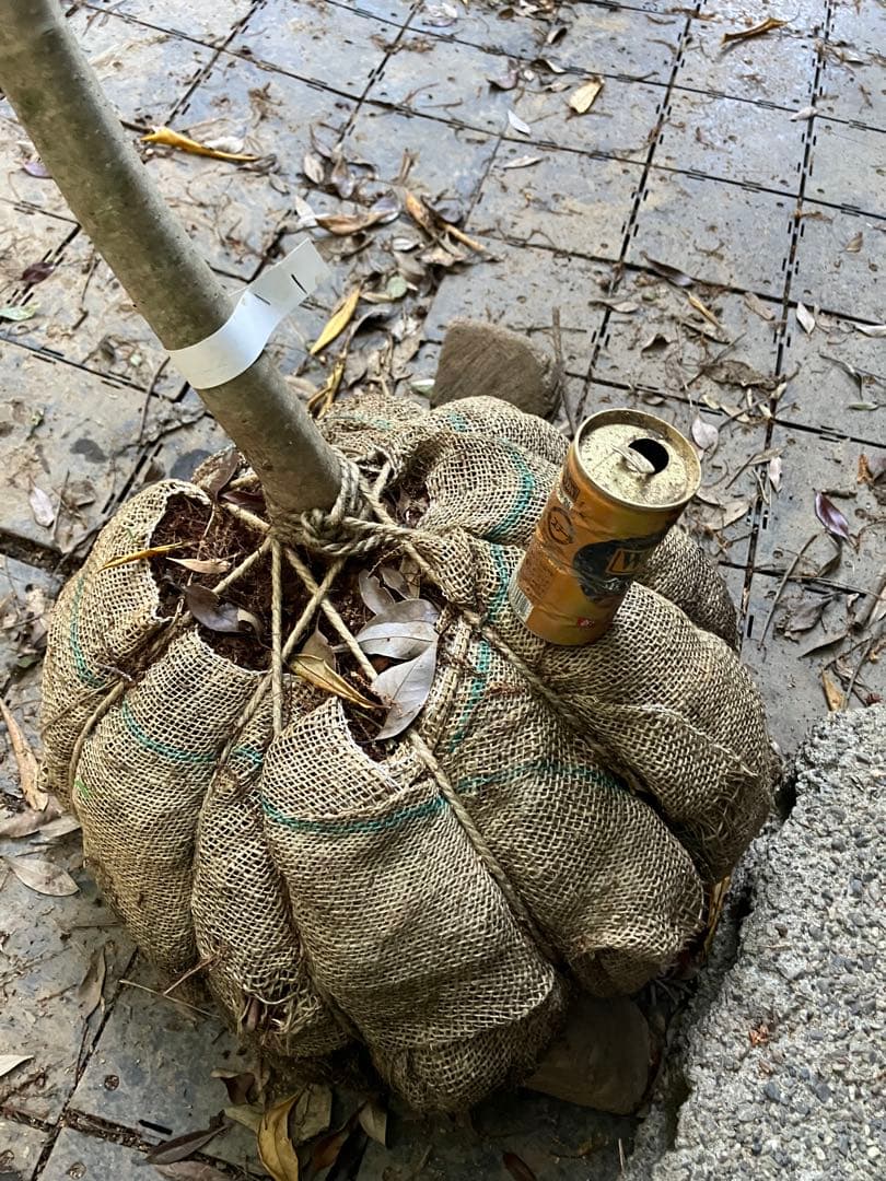 81 山採り　アオハダ