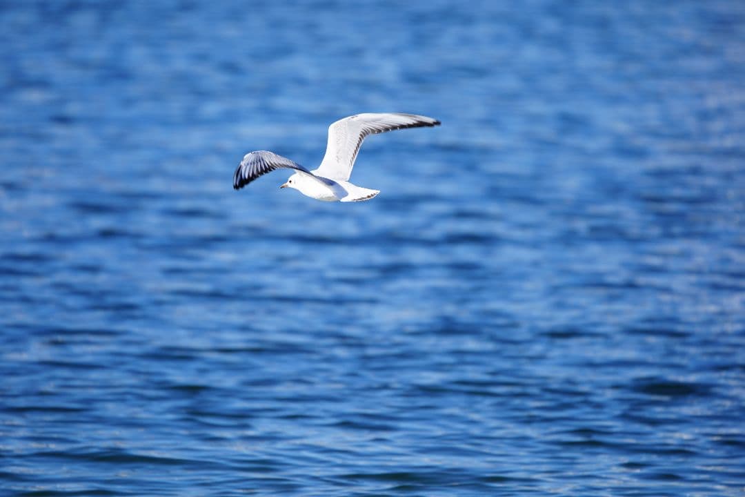 SONY 70-400 F4-5.6 G SSM Ⅱ