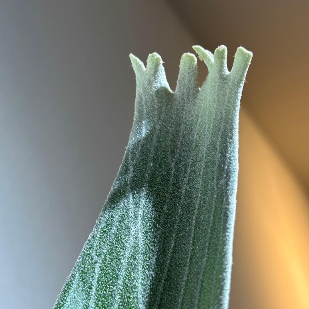 【calme＿様確認用】ネザーランド兄弟株