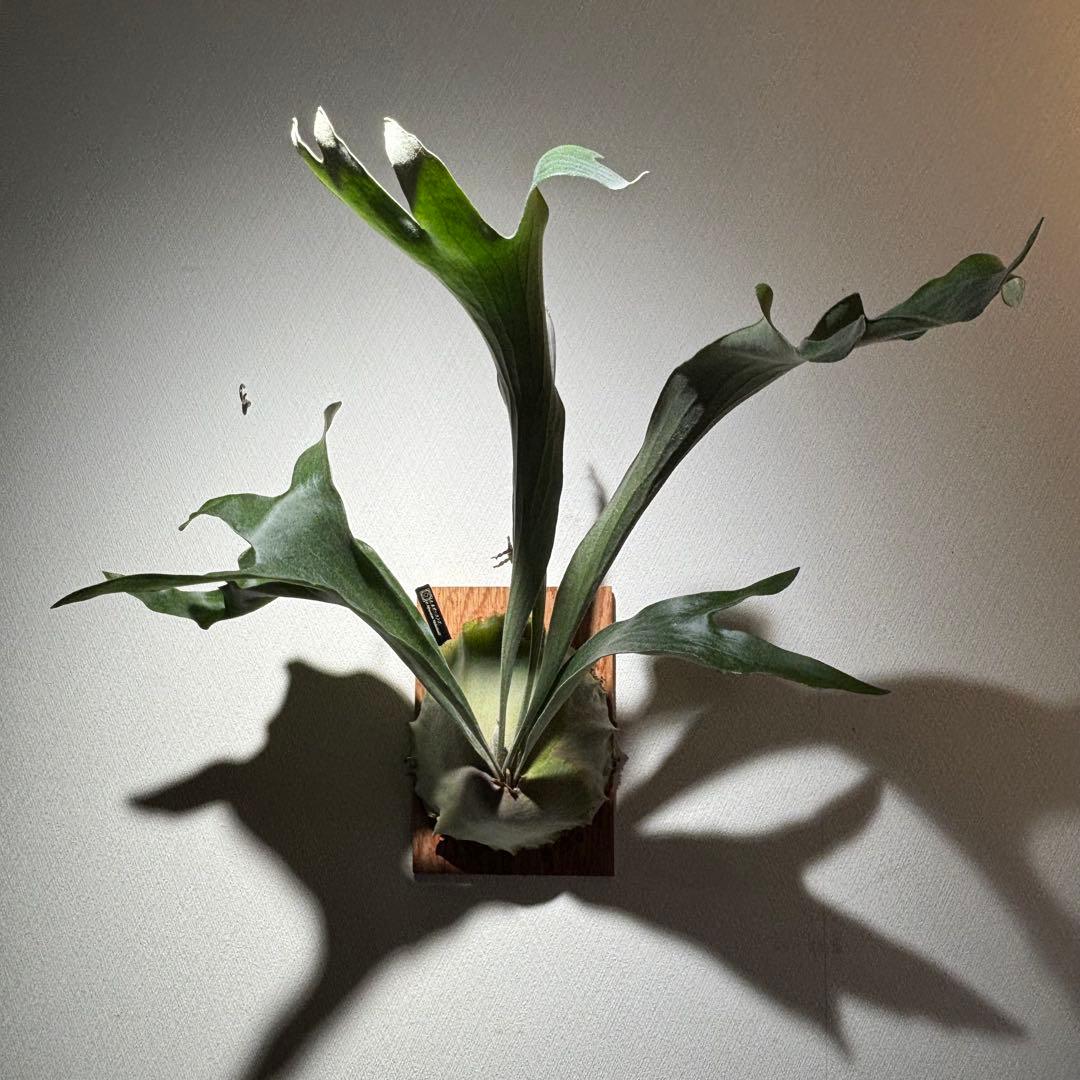 【calme＿様確認用】ネザーランド兄弟株