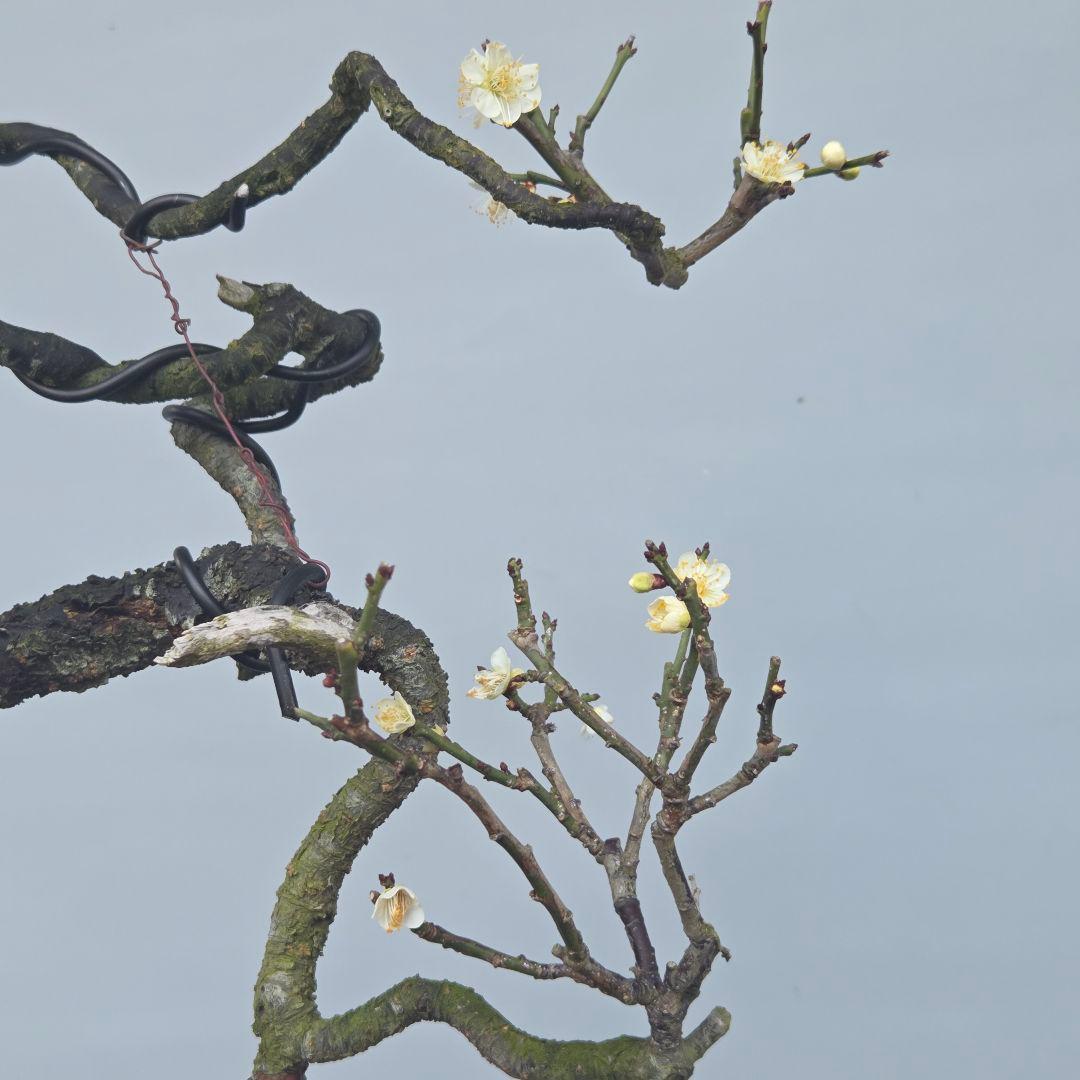 青軸野梅(一重緑萼.白花)　[文人風木]　大品盆栽　梅