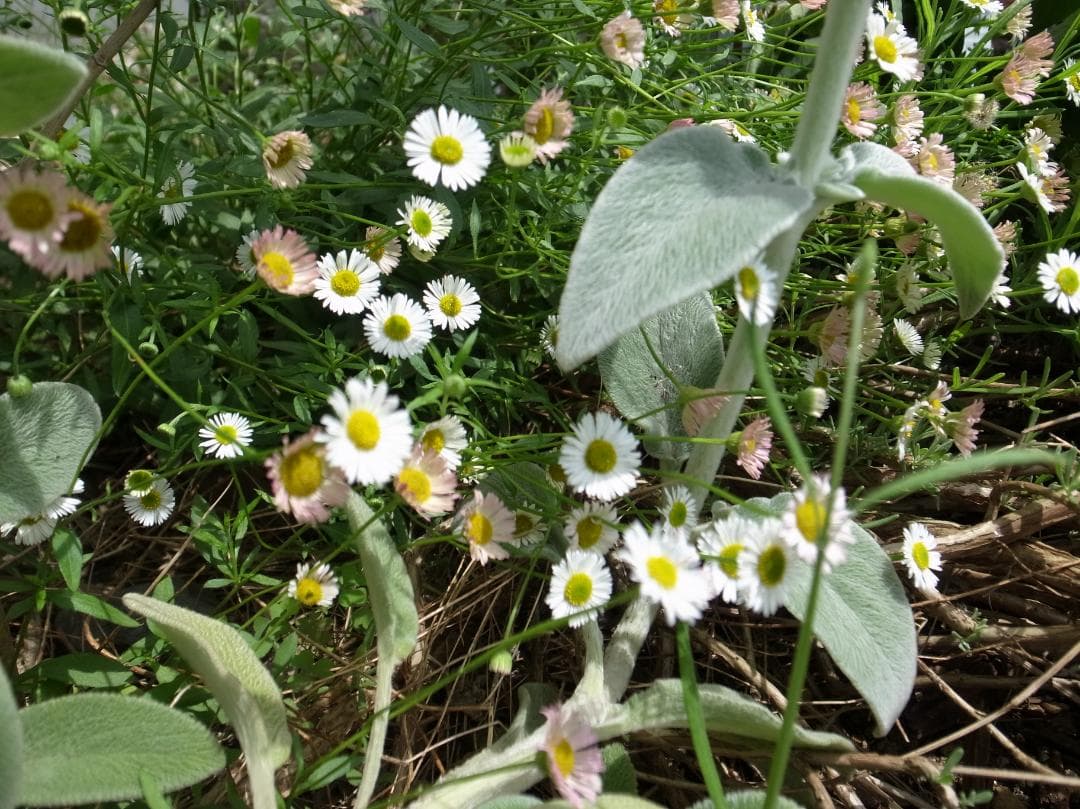 ■ほぼ新品■リコー RICOH GR Digital Ⅳ≪ショット数64回≫