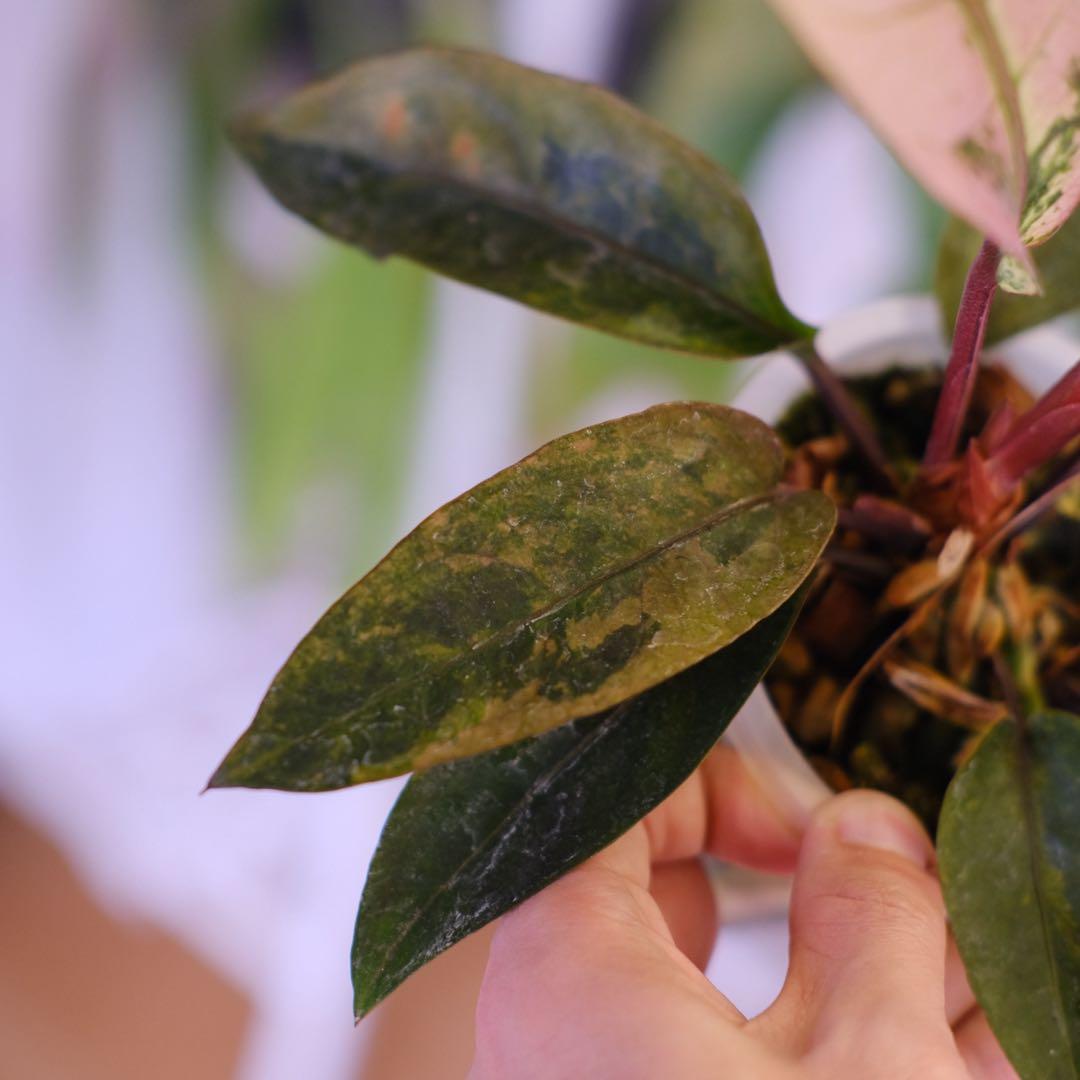 Anthurium Hookeri Sweeta Pink Polkadot ⑤