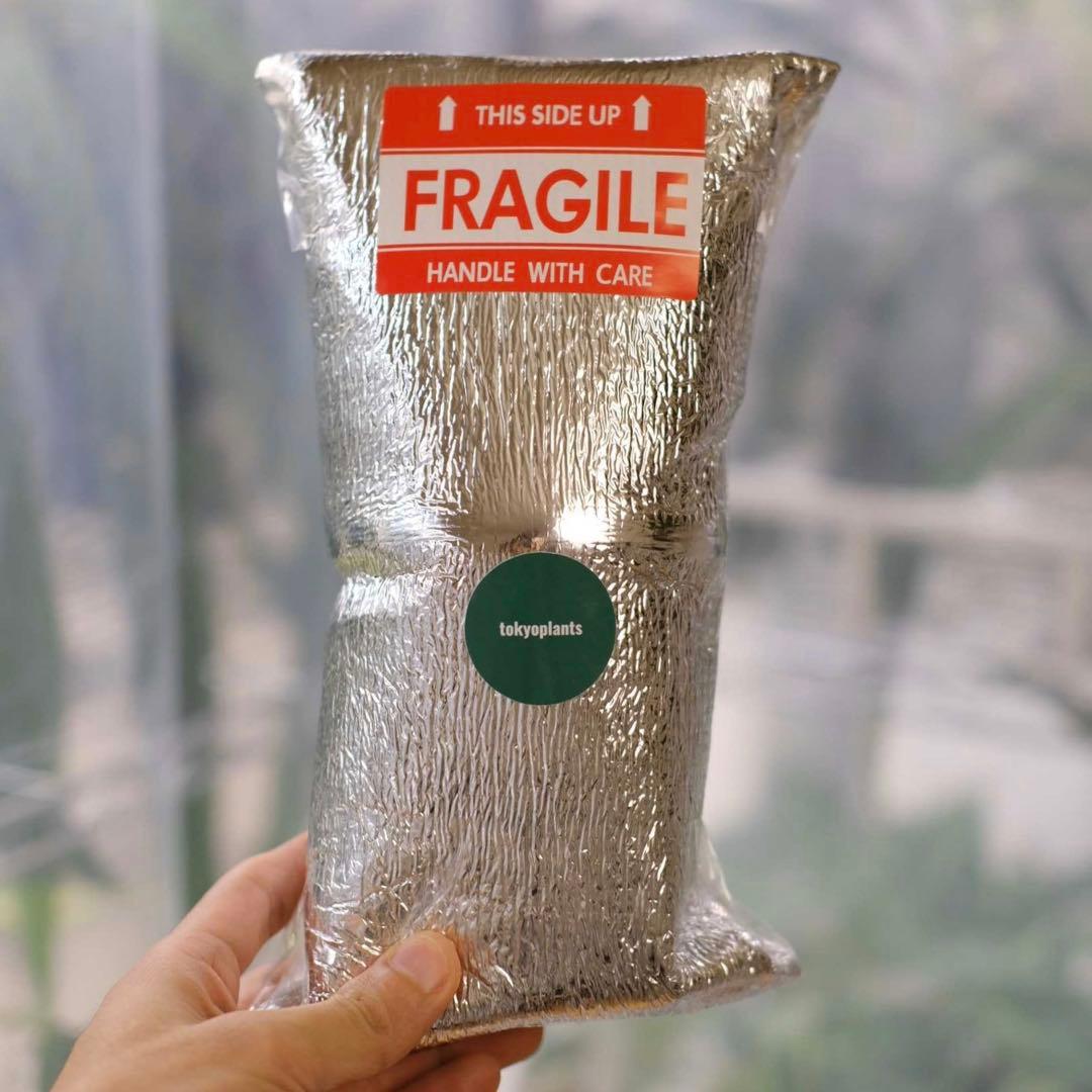 Anthurium Hookeri Sweeta Pink Polkadot ⑤