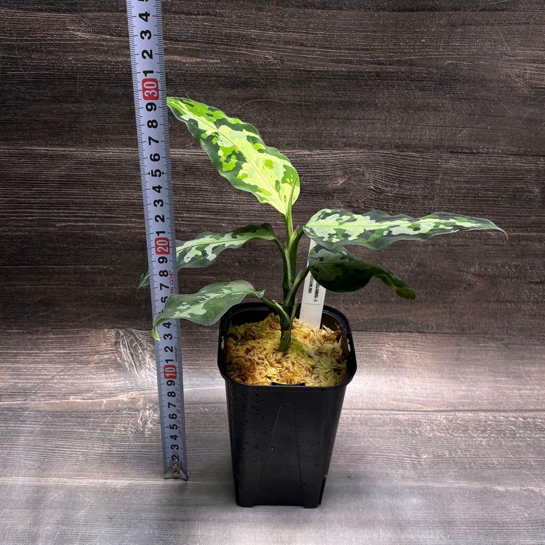 アグラオネマ ピクタム オリジナル実生株(MB-2024/ANBBG-1)