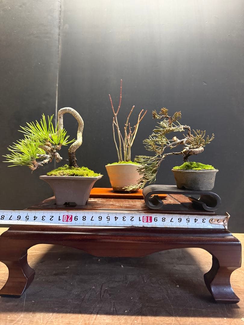 K*H様 特別オークションミニ盆栽３鉢セット　黒松真柏紅葉