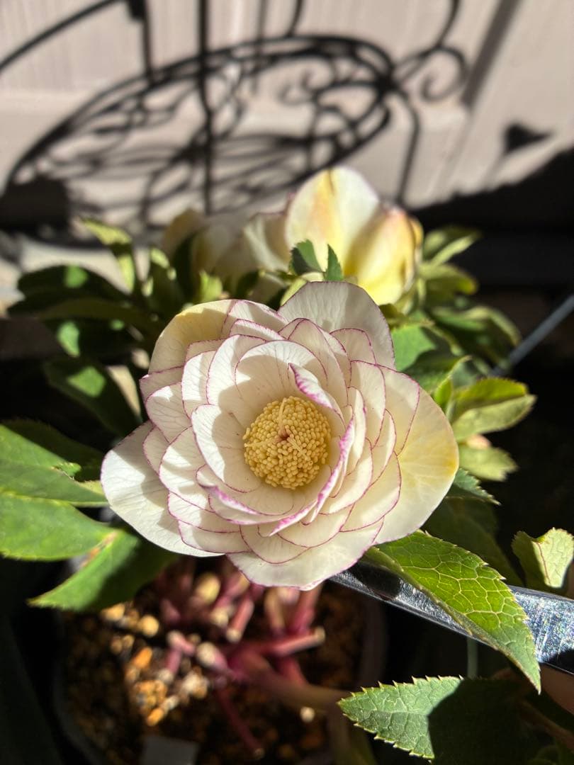 ♡大充実♡DDホワイトゴールド　ピコティ