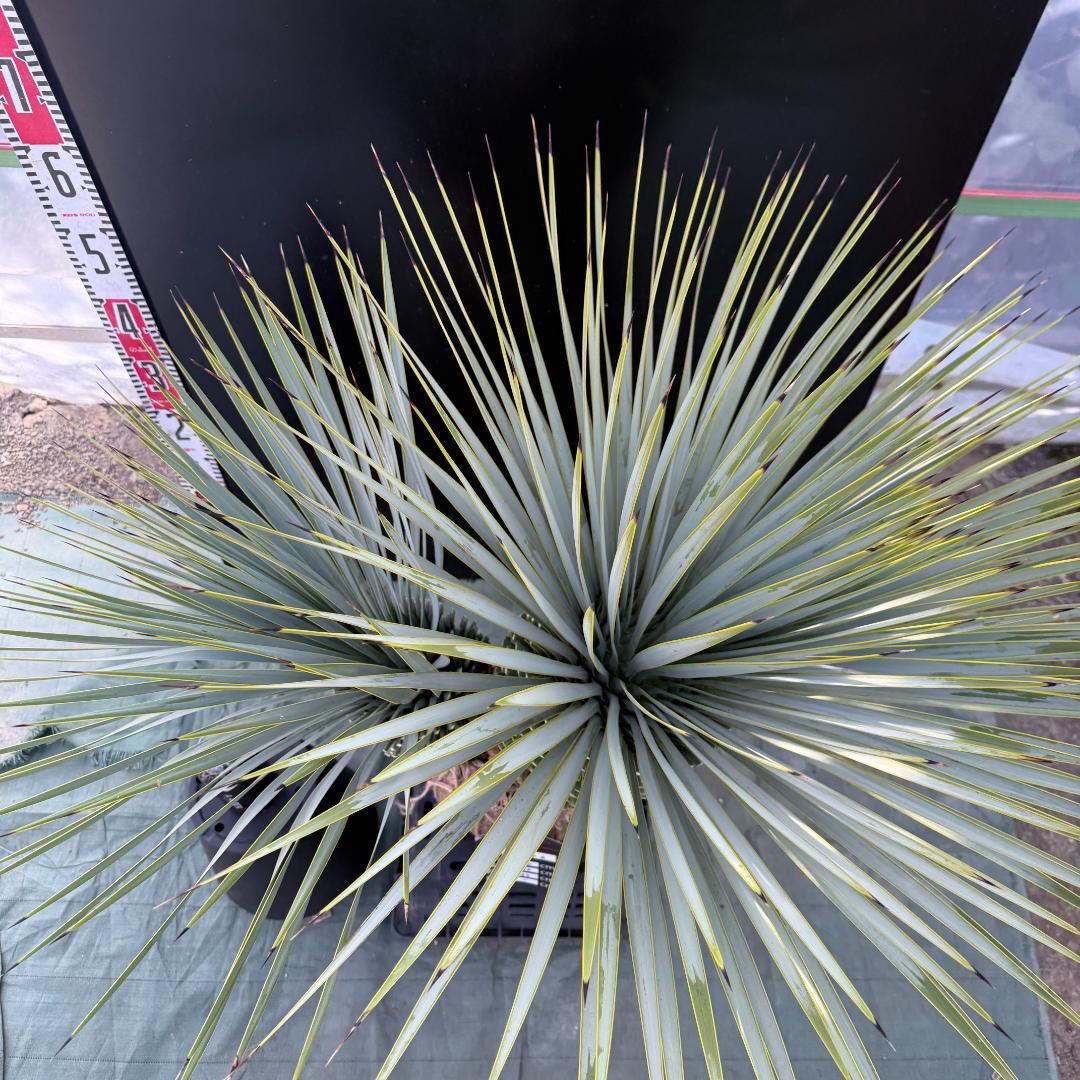 ハ*ー様 【AL1086】ユッカ　ロストラータ