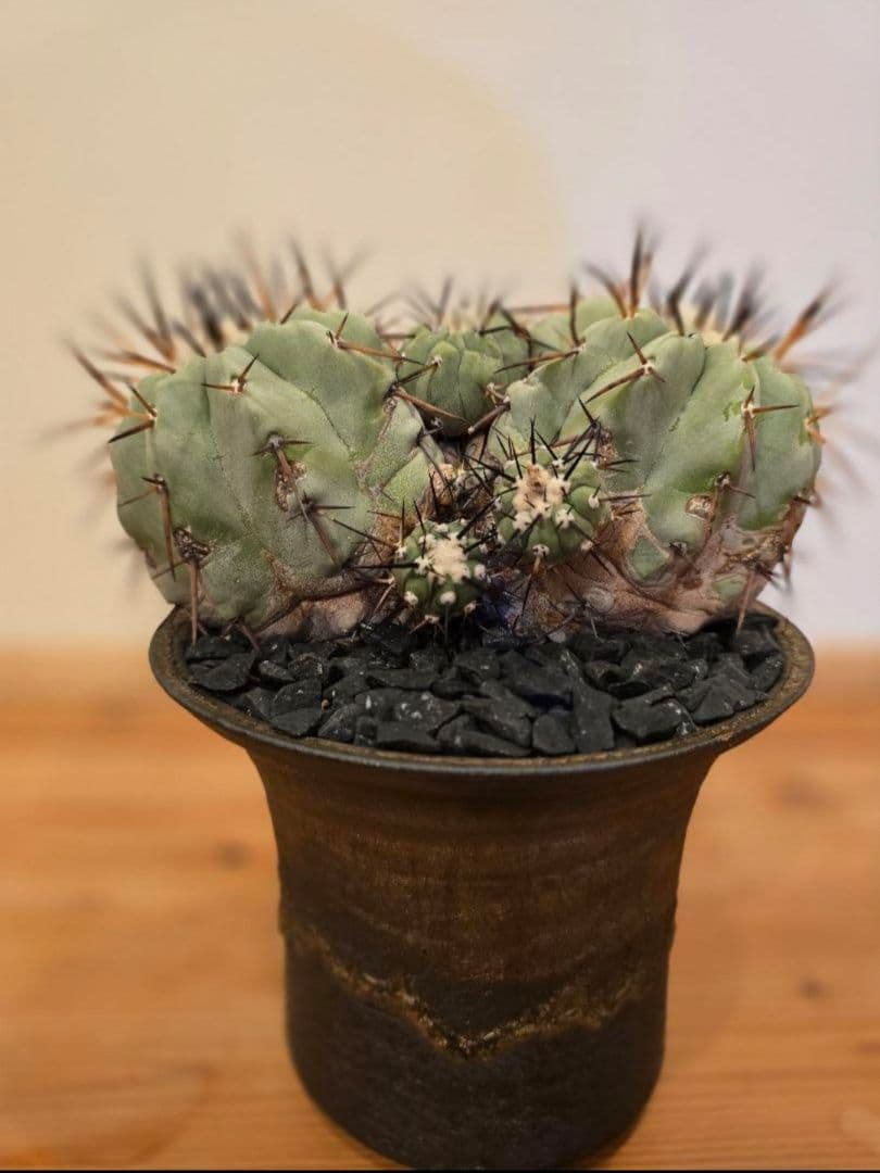 コピアポア黒王丸 コピアポアシレネア