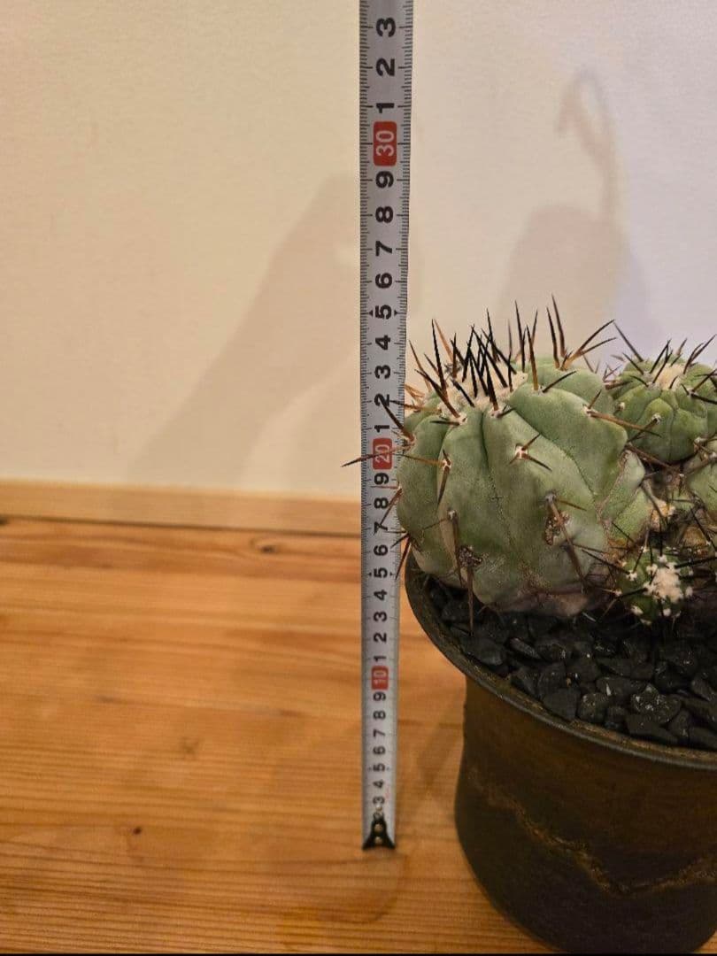 コピアポア黒王丸 コピアポアシレネア